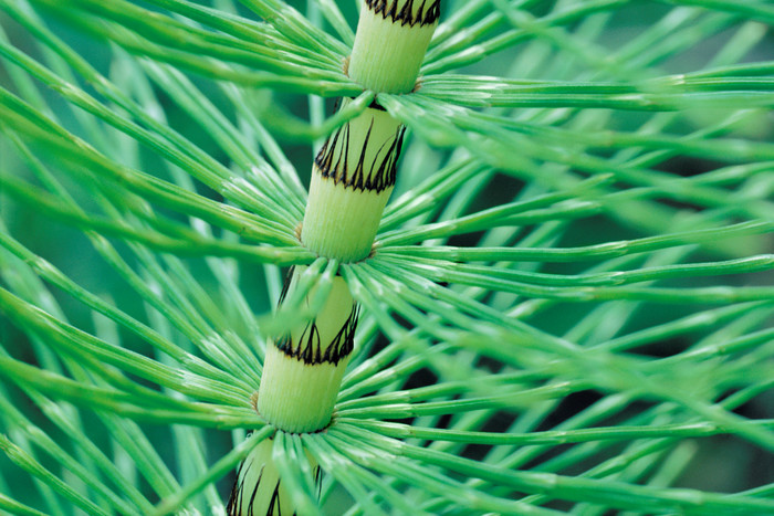 绿色根茎植物摄影图