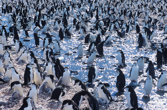 南极洲野生动物企鹅
