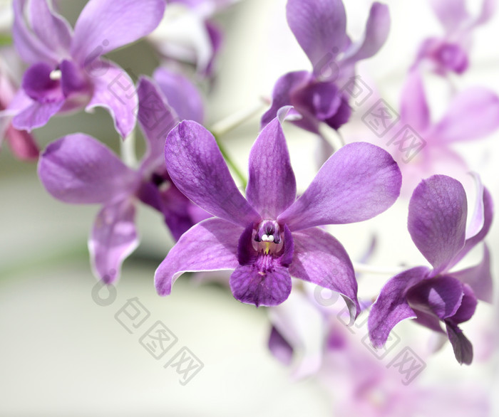 紫色清新小花摄影图
