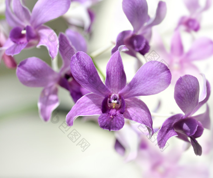紫色清新小花摄影图