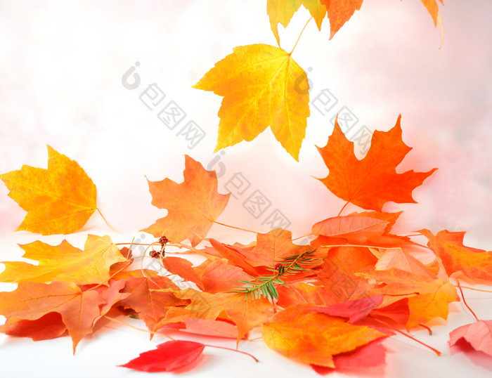清新风格秋天的叶子摄影图