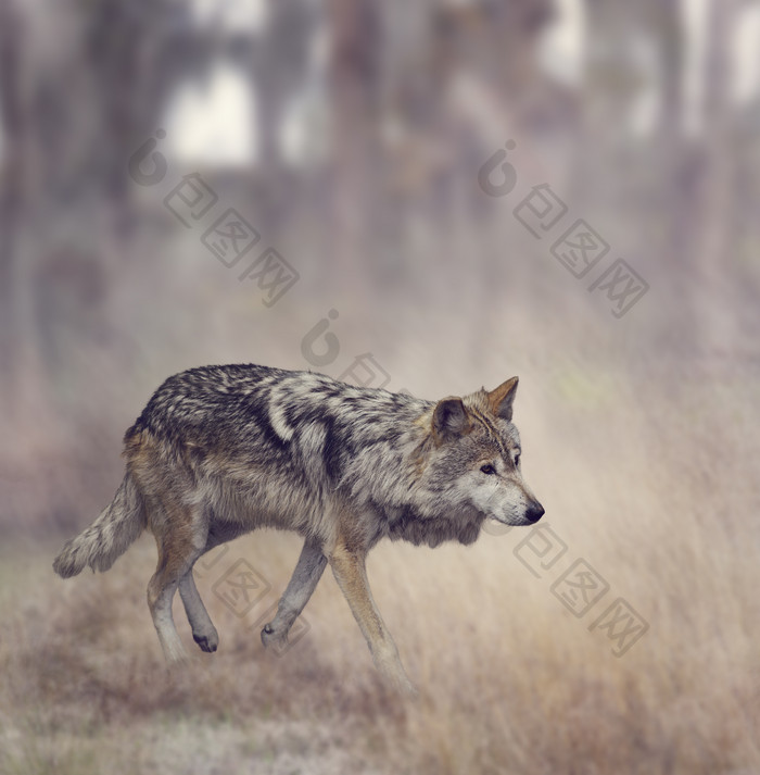 行走的野狼摄影图
