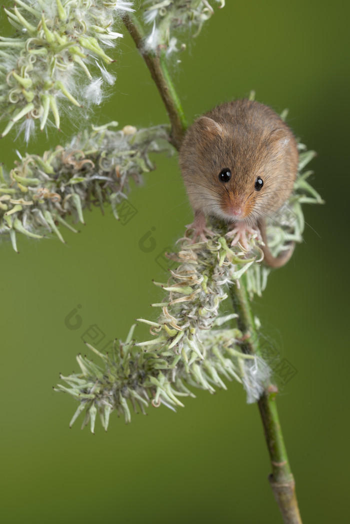 花枝上的小老鼠摄影图