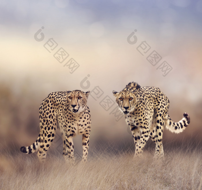 简约风格草地上的猎豹摄影图