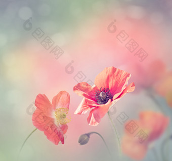 粉色调漂亮小花朵摄影图