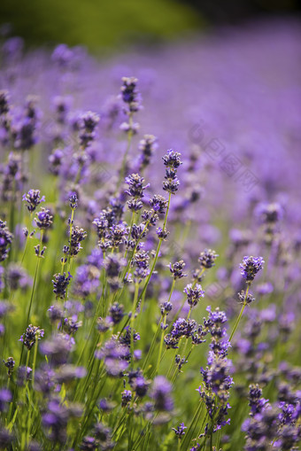 大自然紫色野花花卉