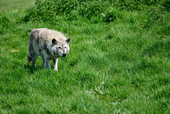 一头在草坪上行走的狼