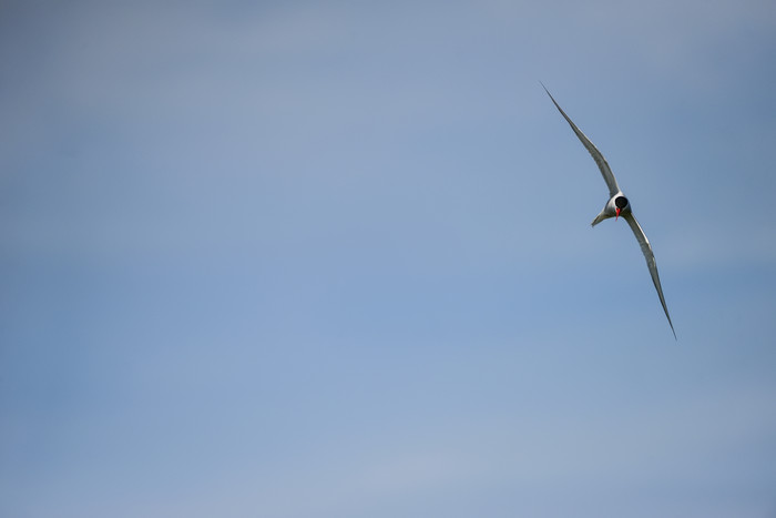 天空中展翅飞翔的海鸥