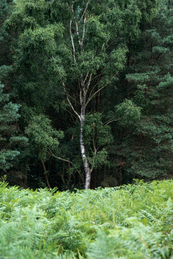 树林<strong>绿色树木</strong>植物