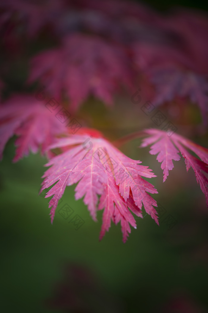 暗色调红树叶摄影图