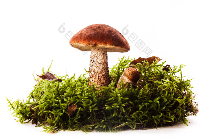 草丛中的蘑菇摄影图