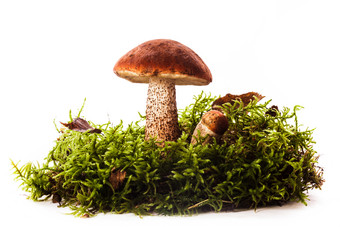 草丛中的蘑菇摄影图