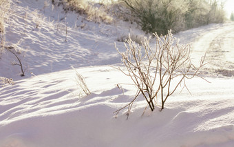 冬季雪地树木植物