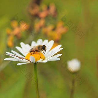 花朵上采蜜的蜜蜂
