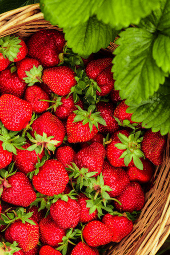 一篮子红色草莓摄影图