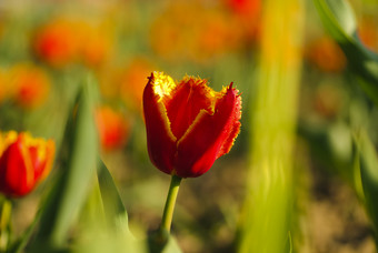 红色<strong>花朵</strong>鲜花摄影图
