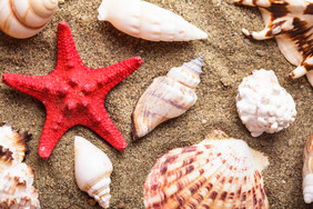 海滩上的海星贝壳