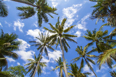 仰拍高大椰树摄影图