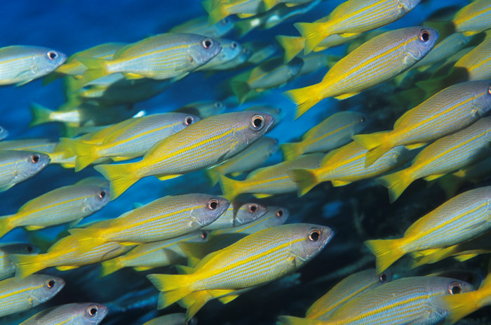 暗色调水族馆摄影图