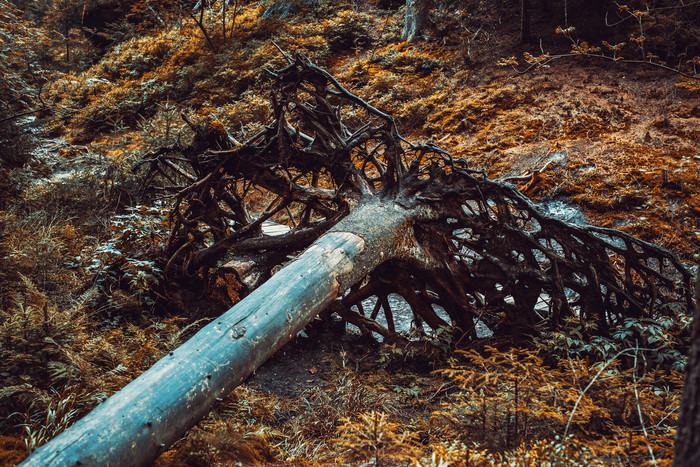 倒下的树木树根摄影图