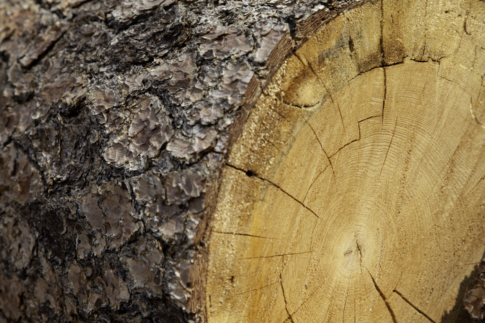 木头和木桩摄影图