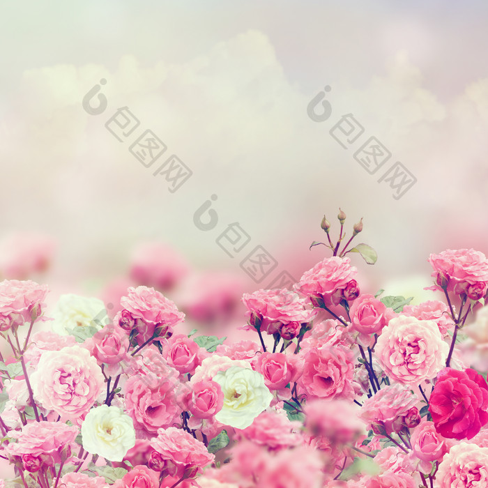 娇艳的花朵花枝摄影图