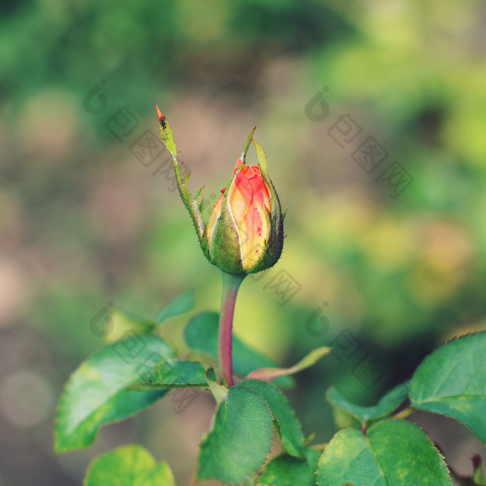 玫瑰花花苞摄影图