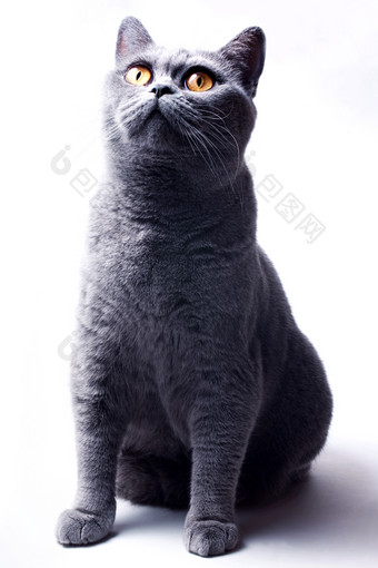 暗色调坐着的猫摄影图
