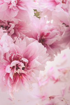 粉色清新花朵摄影图