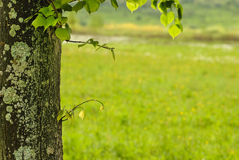 分叉的树木树叶摄影图
