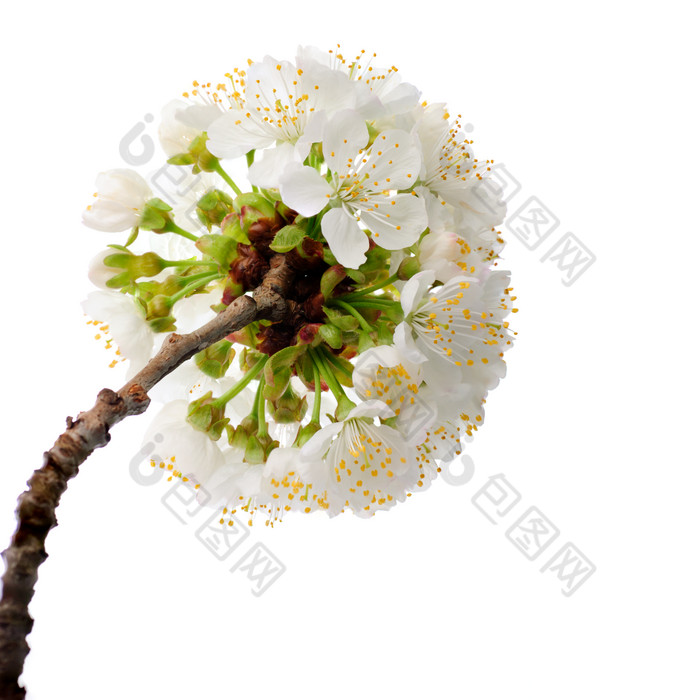 白色花卉植物图片
