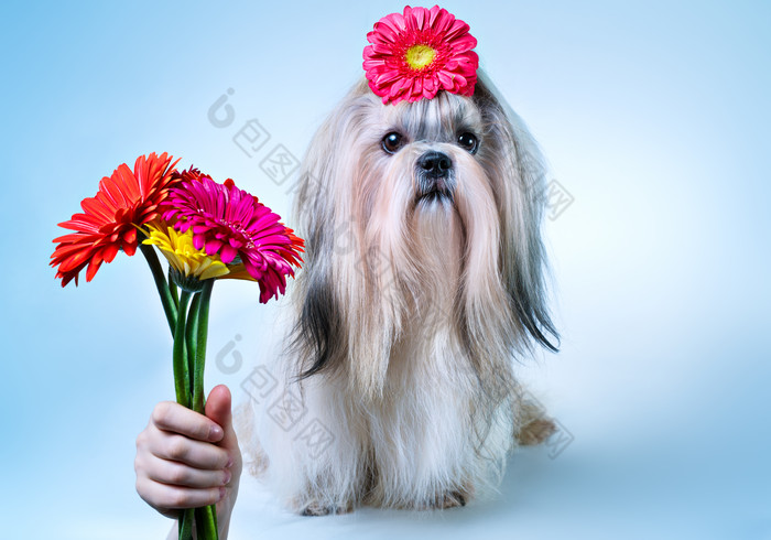 头戴鲜花的宠物狗