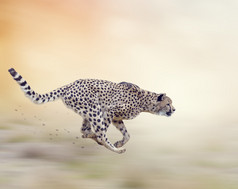 浅色调奔跑的豹摄影图