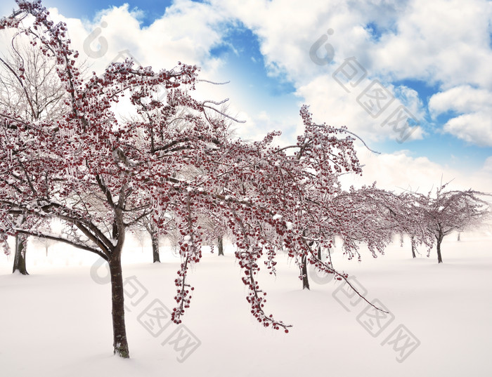 清新冬天的树摄影图