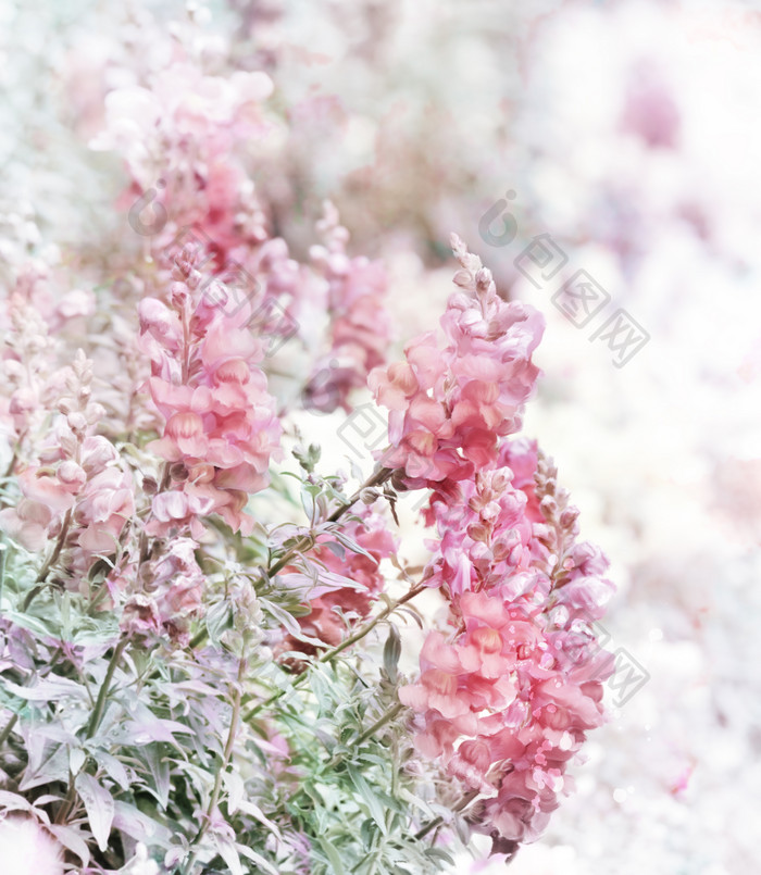 水彩花卉植物摄影图
