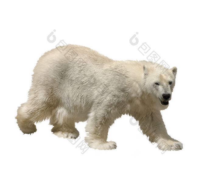 白色的北极熊摄影图
