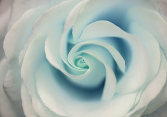 娇艳的蓝色花朵摄影图