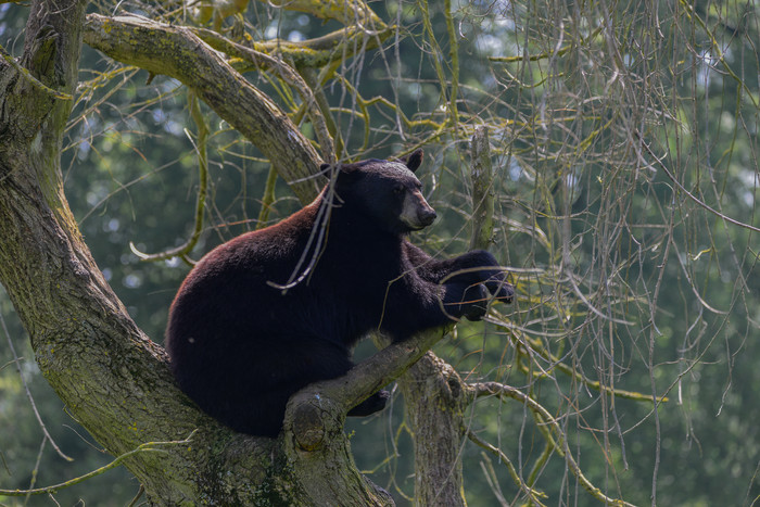 在树上玩耍的黑熊