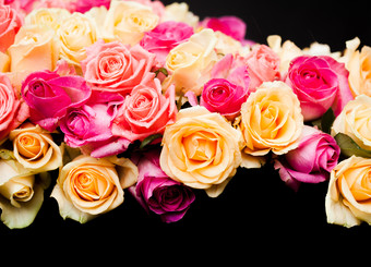 娇艳的彩色玫瑰花