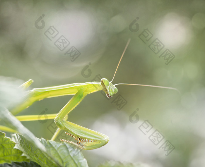 一只黄绿色螳螂摄影图