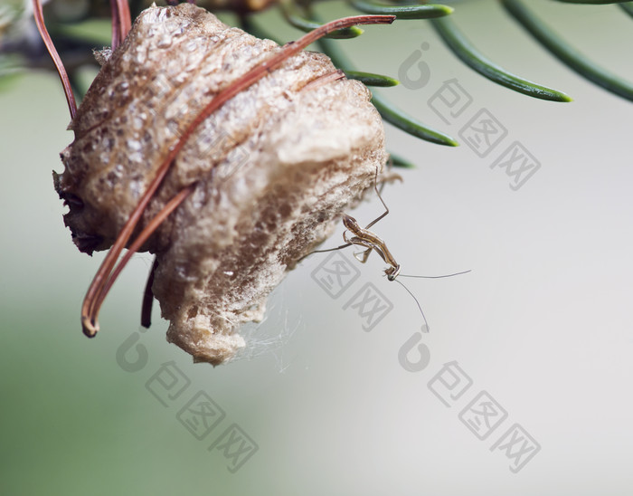 松树上的一只螳螂摄影图