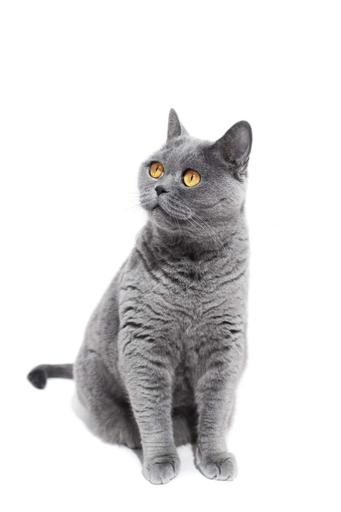 的灰色宠物猫咪图片