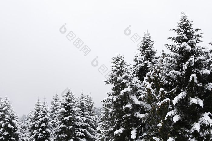冬天绿色树木上的积雪