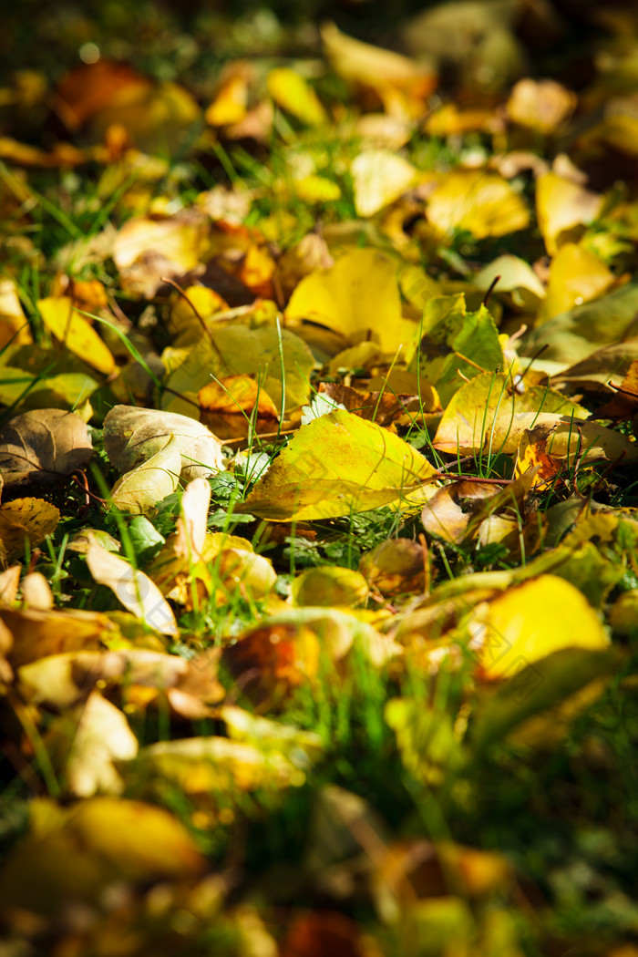 秋季树叶凋落摄影图