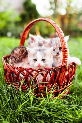 草坪篮子里的猫咪