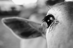 黑白风格小牛眼睛摄影图