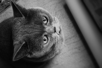 暗色调可爱小猫摄影图