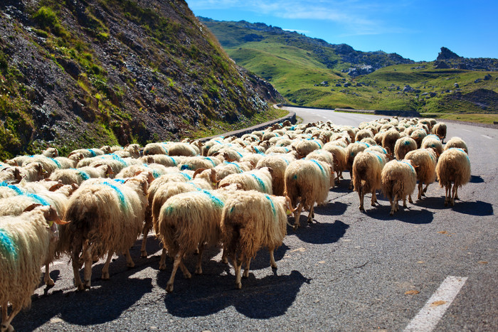 深色调在山中的羊群摄影图
