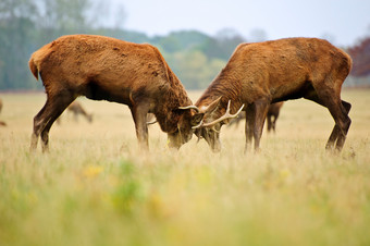 <strong>深色调</strong>草地上的公鹿摄影图