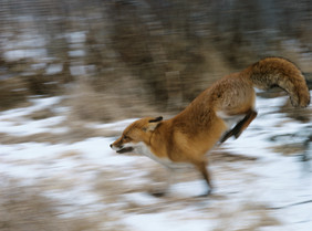 雪地上奔跑的狐狸